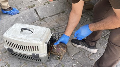 Çöp evden kaplumbağa bile çıktı