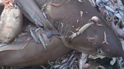 Turizmciyi isyan ettiren görüntü: Rezervasyonlar iptal oldu, işler durdu