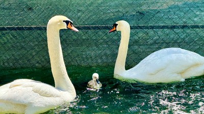 Kuğulu Park'ta 15 yıl sonra bir ilk yaşandı