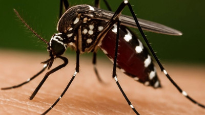 Hong Kong'da 'Chikungunya ateşi' paniği