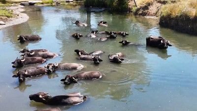 Tanzanya değil, Erzincan! Mandaların 'su banyosu' tropik manzaraları aratmıyor