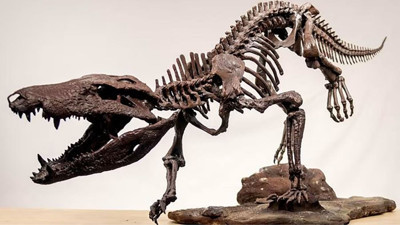 Araştırma: Dinozor yavruları yırtıcıların fast food’uydu