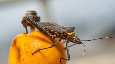'Öpücük böceği' alarmı: Ölümcül parazit hızla yayılıyor