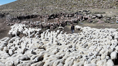 100 küçükbaşla başladı, 1000 başlık sürüye ulaştı