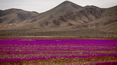 Çölün ortasında sıra dışı manzara