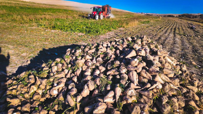 Rekabet Kurumu tohum sektörüne ceza yağdırdı