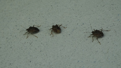 Prof. Dr. Tevfik Özlü uyardı: Kahverengi kokarcaya elinizi sürmeyin