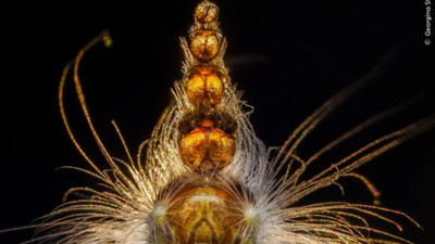 Vahşi Doğa Fotoğrafçılığı yarışmasının kazananları açıklandı: İşte büyüleyen kareler
