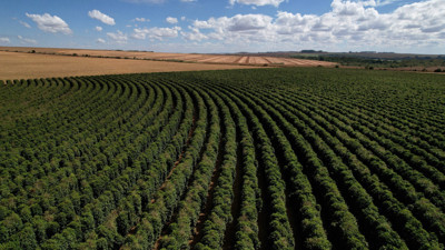 Kahve üretimi 20 yılda 737 bin hektarlık ormanı yok etti