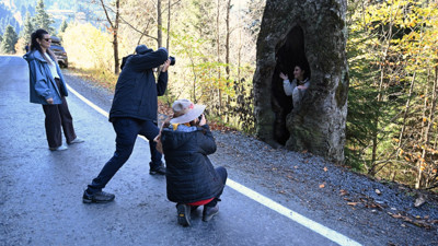 Bu ağaçlar fotoğraf tutkunlarını çağırıyor