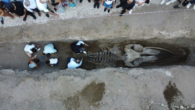 Müze bahçesine gömülen balinanın kemikleri birleştiriliyor