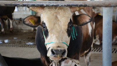 Deli dana hastalığının belirtileri ne? Uzmanı anlattı