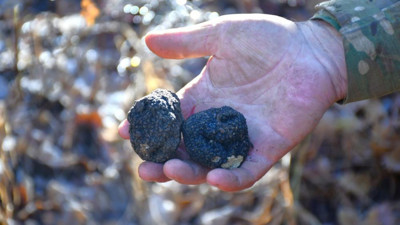 Bayburt'ta keşfedildi: Ormanların kara elması” olarak biliniyor