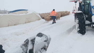 Üzerinde kar biriken çadır çöktü, 8 koyun öldü