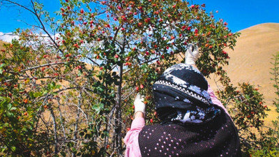 Köylüler 'Bin derde deva' diyor: Hasat başladı