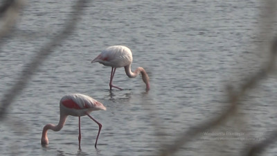 Türkiye’nin tek tapulu gölünde kuş şöleni: Flamingolar sahneye çıktı