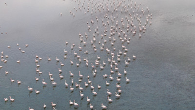 İran'daki göl kuruyunca yüzlercesi Türkiye'ye akın etti