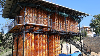 Türkiye'deki üretimin yüzde 50'sini bu köy yapıyor: 7’den 70’e herkes hasatta