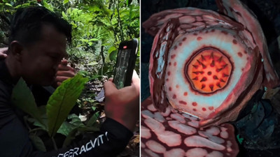 Bilim insanı nadir çiçeği buldu, gözyaşlarına boğuldu