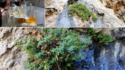 Malatya'ya özgü şifa deposu! Kantarondan daha etkili