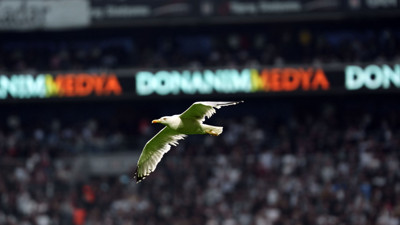 Dolmabahçe'de tüyleri ürperten tesadüf: Martı ve Süleyman Seba!