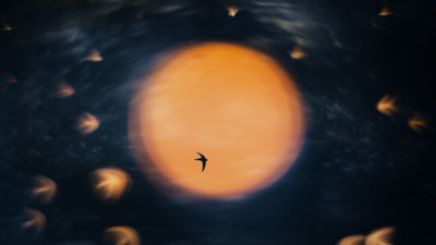 2025 Doğa Fotoğrafçılığı Yarışması'nın kazananları belli oldu