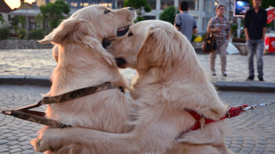 Golden Retriever cinsi köpekler hakkında dikkat çeken araştırma