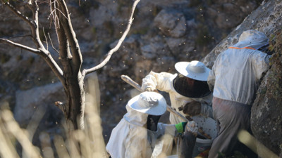 Hasadı için kilometrelerce yürüyorlar! Şifa niyetine toplanan kaya balı 7 bin TL’den satılıyor