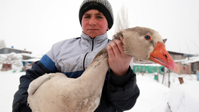 Yılda 2,5 milyon kaz yetiştiriyorlar