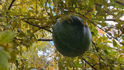 Bahçeye ektiği kabak, nar ağacının tepesinde meyve verdi