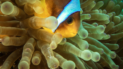 Kızıldeniz'in rengarenk sahipleri