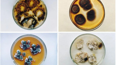 Çernobil'de hayat bulan gizemli mantar: Radyasyon 'yiyor'