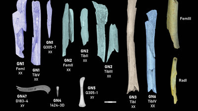 Yeni araştırma: Neandertaller rakip grupların kadın ve çocuklarını yemiş