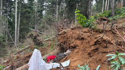 Kestiği ağacın altında öldü