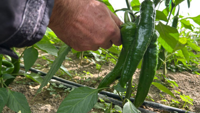 Türkiye’nin en acı biberi için hasat zamanı: Acılık değeri tam 50 bin scoville!