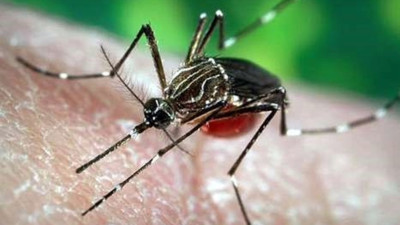 Uzman isim 'Önemli bir sorunumuz var' dedi: Türkiye'ye yerleştiler