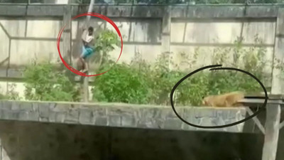 Aslan kafesine girdi, öldü