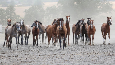 TİGEM, 14 Arap kısrağı satacak