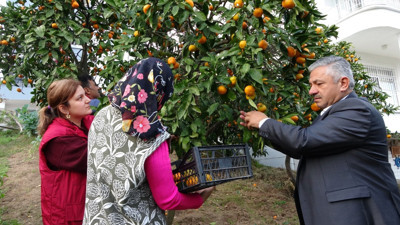 Hasat başladı: Kilosu 20 - 25 TL