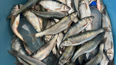 İnci kefalinin nesli ciddi tehdit altında: Tür yok olabilir