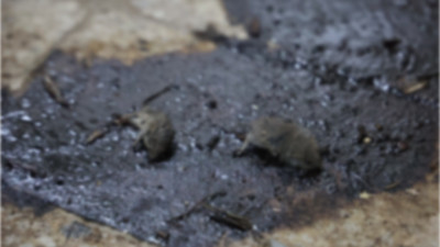 İnsanlara yedireceklerdi: Yerdeki ölü fareler pes dedirtti