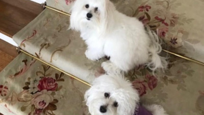 Uzmanlar uyardı: Evcil hayvanları klonlama trendi çok riskli