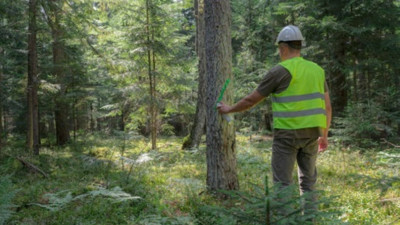 IKEA, üç ülkede ormanları satın alıyor