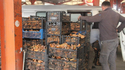 Kaz Dağları'nın çam melkisi, tezgahın yıldızı oldu