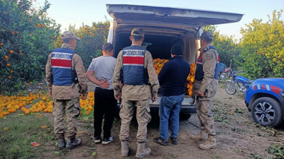 Portakal dalında hırsızlık: Yolda yakalandılar