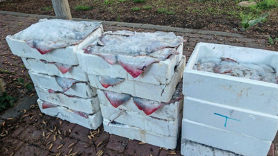 Yarım ton balığa el konuldu