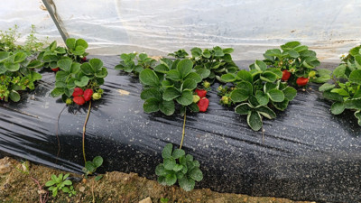 Kışın bile hasat yapıyorlar: Kilosu 200 TL