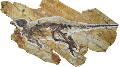 163 milyon yaşında... Boyu 70 cm