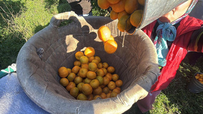 Bodrum mandalinası tezgâha indi: Sofraya gelene kadar fiyatı üç kat artıyor