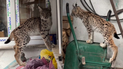 Yolunu şaşıran vaşak ilçe merkezine indi